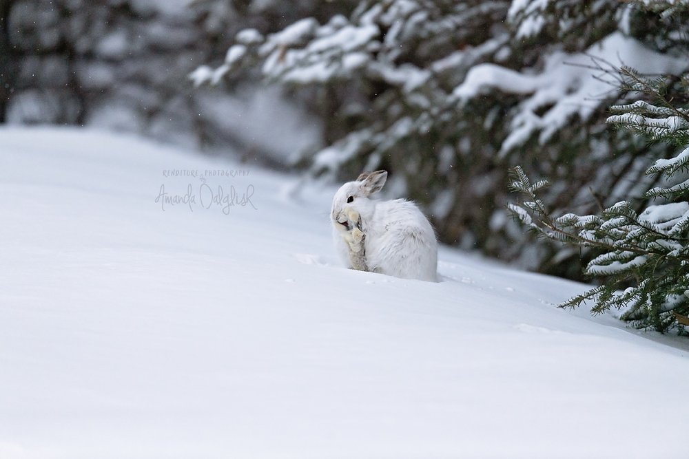 snowshowhare-Waskesiu-WaskesiuLake-PANP-WildlifePhotography-AmandaDalglish-Renditure.jpg