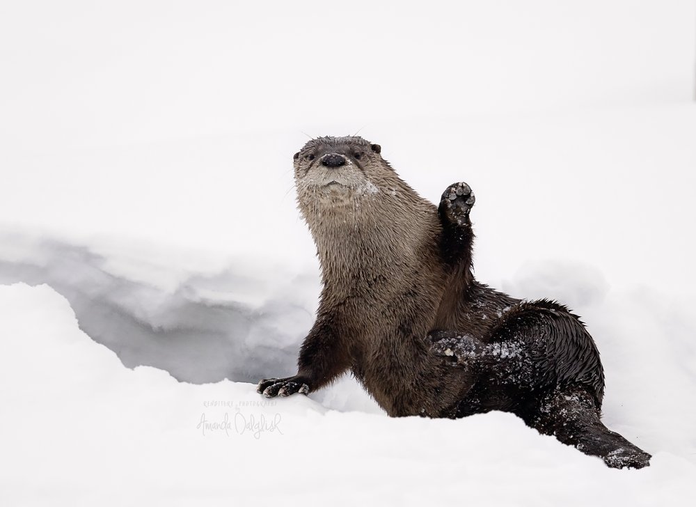 OtterWave-Waskesiu-WaskesiuLake-PANP-WildlifePhotography-AmandaDalglish-Renditure.jpg