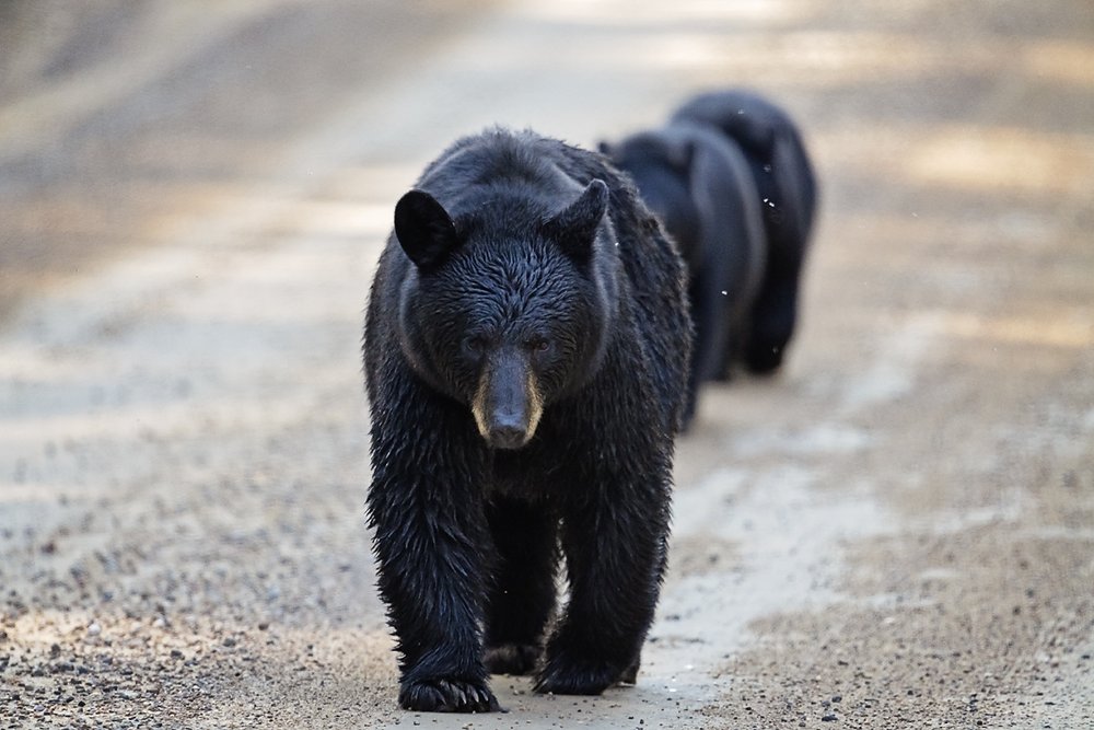 Bear & cubs-Waskesiu-WaskesiuLake-PANP-WildlifePhotography-AmandaDalglish-Renditure.jpg