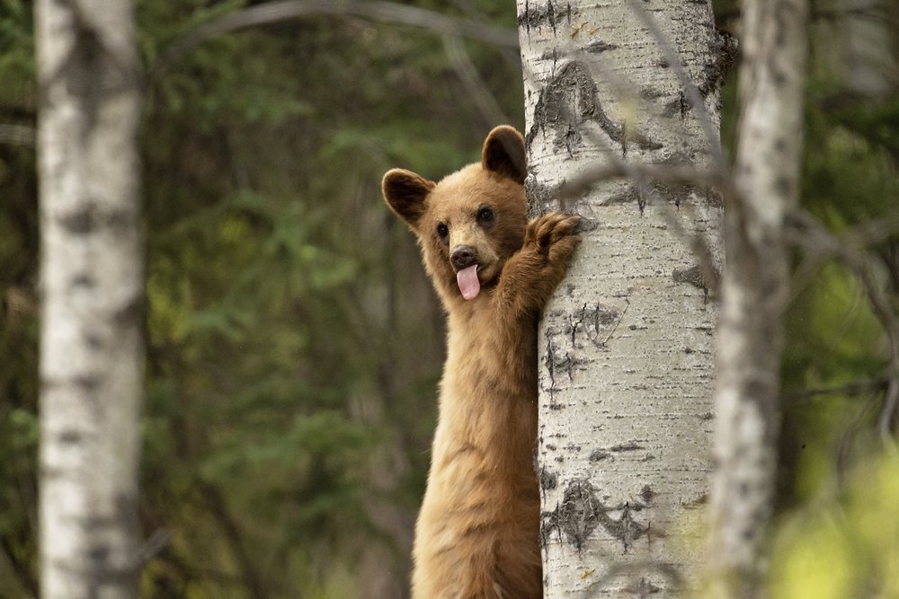 Bearcub tongue-Waskesiu-WaskesiuLake-PANP-WildlifePhotography-AmandaDalglish-Renditure.jpg