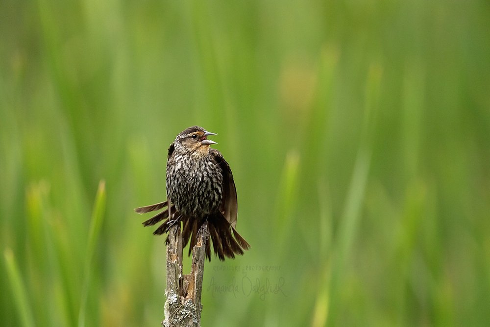 Bird-Waskesiu-WaskesiuLake-PANP-WildlifePhotography-AmandaDalglish-Renditure.jpg