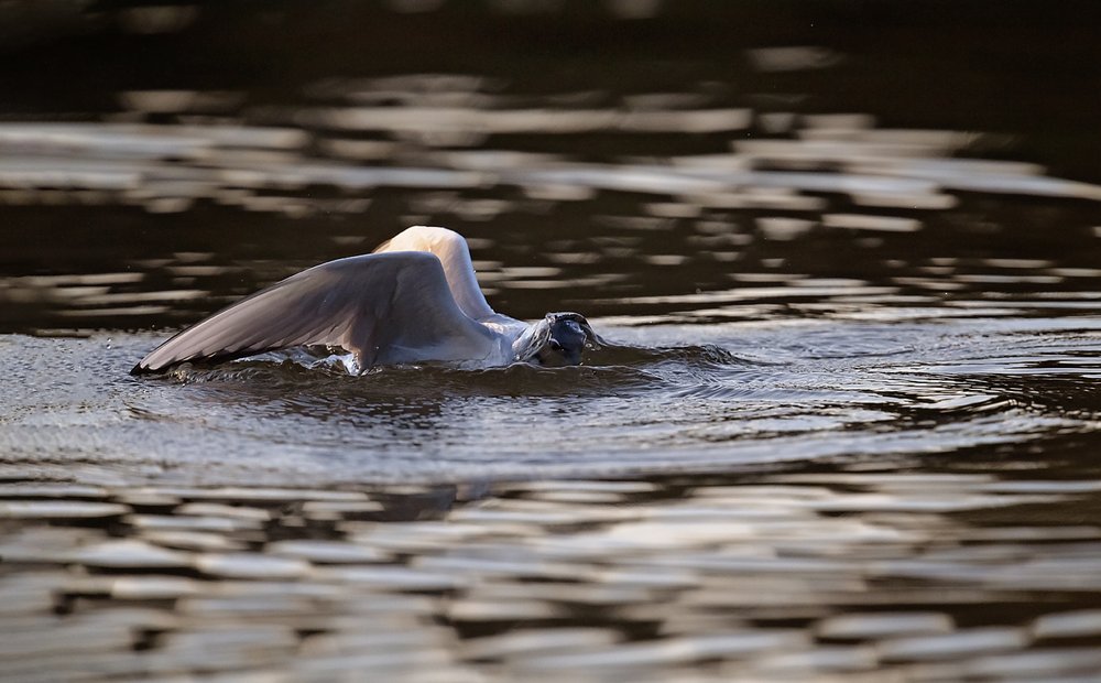 Boneapart Gull a-Waskesiu-WaskesiuLake-PANP-WildlifePhotography-AmandaDalglish-Renditure.jpg