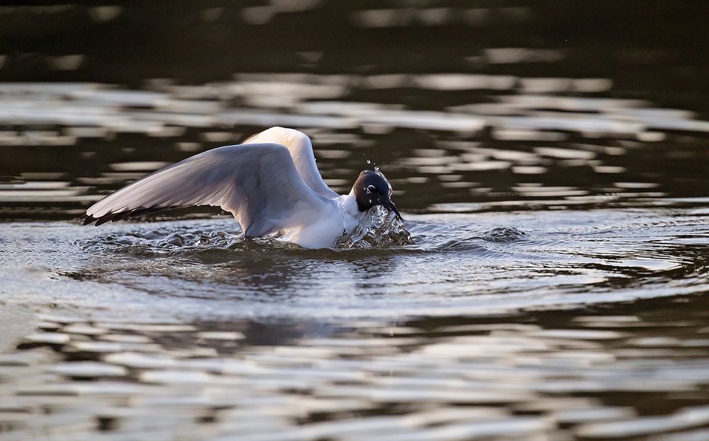 Boneapart Gull b-Waskesiu-WaskesiuLake-PANP-WildlifePhotography-AmandaDalglish-Renditure.jpg