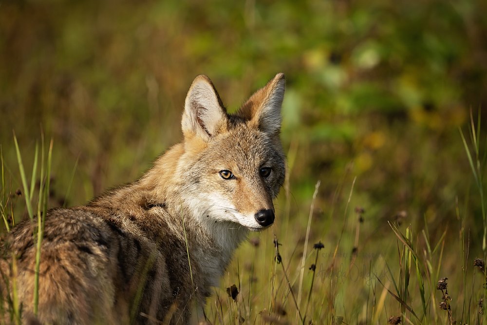 coyote Portrait-Waskesiu-WaskesiuLake-PANP-WildlifePhotography-AmandaDalglish-Renditure.jpg