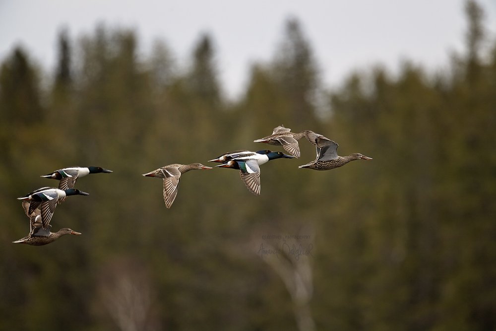 Duck 3-Waskesiu-WaskesiuLake-PANP-WildlifePhotography-AmandaDalglish-Renditure.jpg