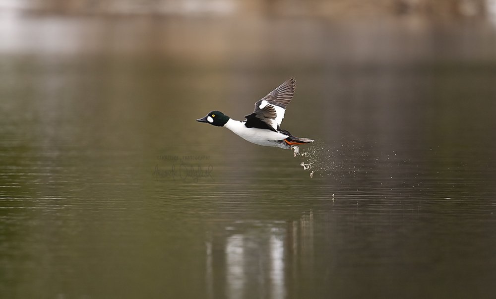 Duck 4-Waskesiu-WaskesiuLake-PANP-WildlifePhotography-AmandaDalglish-Renditure.jpg