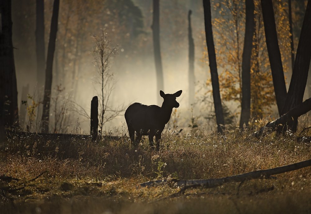 Elk 6-Waskesiu-WaskesiuLake-PANP-WildlifePhotography-AmandaDalglish-Renditure.jpg