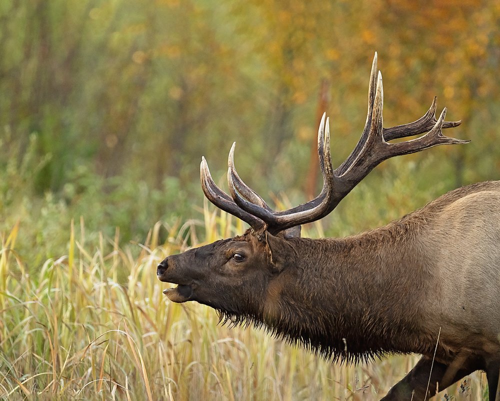 Elk bull 2-Waskesiu-WaskesiuLake-PANP-WildlifePhotography-AmandaDalglish-Renditure.jpg