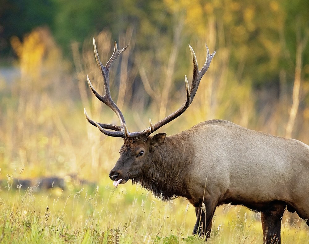 Elk bull 3-Waskesiu-WaskesiuLake-PANP-WildlifePhotography-AmandaDalglish-Renditure.jpg