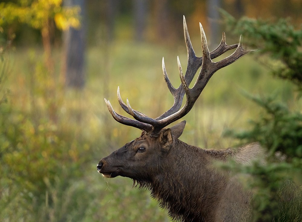 Elk bull 4-Waskesiu-WaskesiuLake-PANP-WildlifePhotography-AmandaDalglish-Renditure.jpg