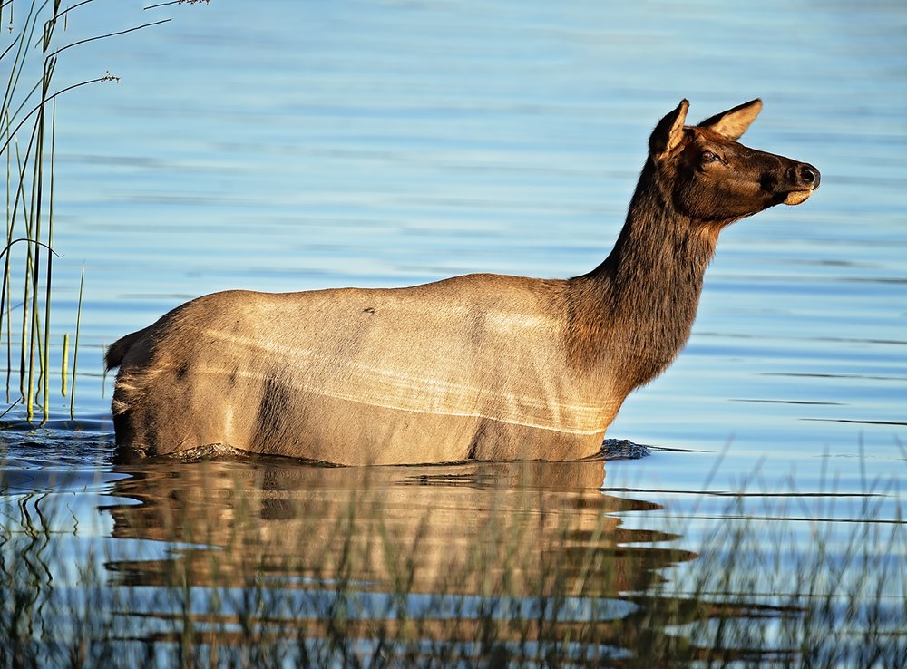 Elk bull 5-Waskesiu-WaskesiuLake-PANP-WildlifePhotography-AmandaDalglish-Renditure.jpg