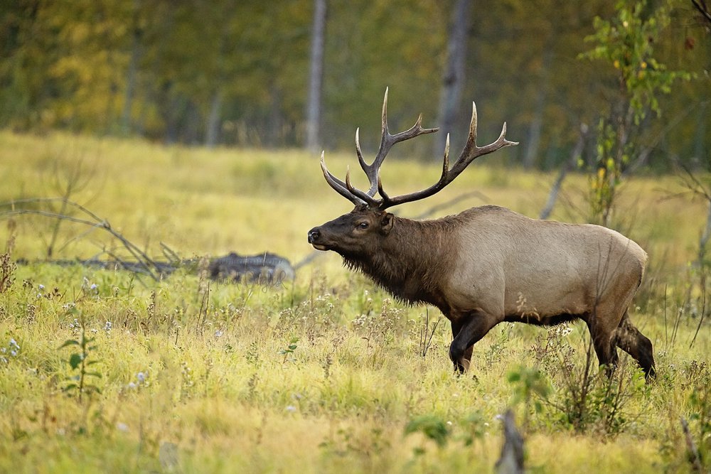 Elk bull-Waskesiu-WaskesiuLake-PANP-WildlifePhotography-AmandaDalglish-Renditure.jpg