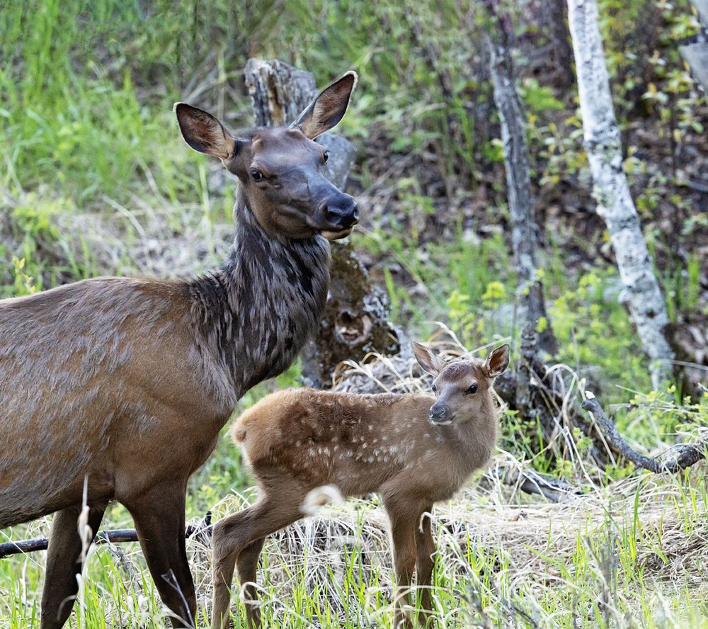 Elk Mom and baby-Waskesiu-WaskesiuLake-PANP-WildlifePhotography-AmandaDalglish-Renditure.jpg