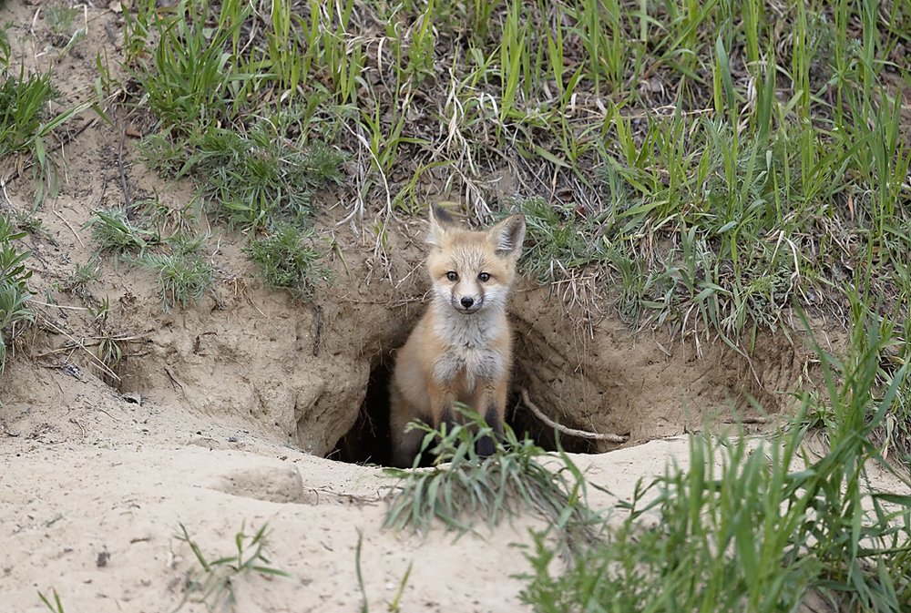 Fox Pup-Waskesiu-WaskesiuLake-PANP-WildlifePhotography-AmandaDalglish-Renditure.jpg