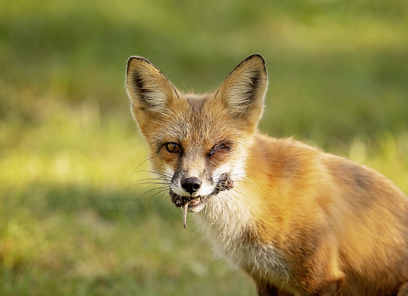 Fox-Waskesiu-WaskesiuLake-PANP-WildlifePhotography-AmandaDalglish-Renditure.jpg