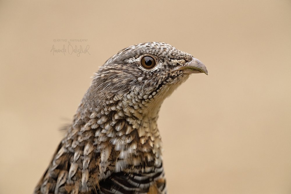 Grouse Portrait-Waskesiu-WaskesiuLake-PANP-WildlifePhotography-AmandaDalglish-Renditure.jpg