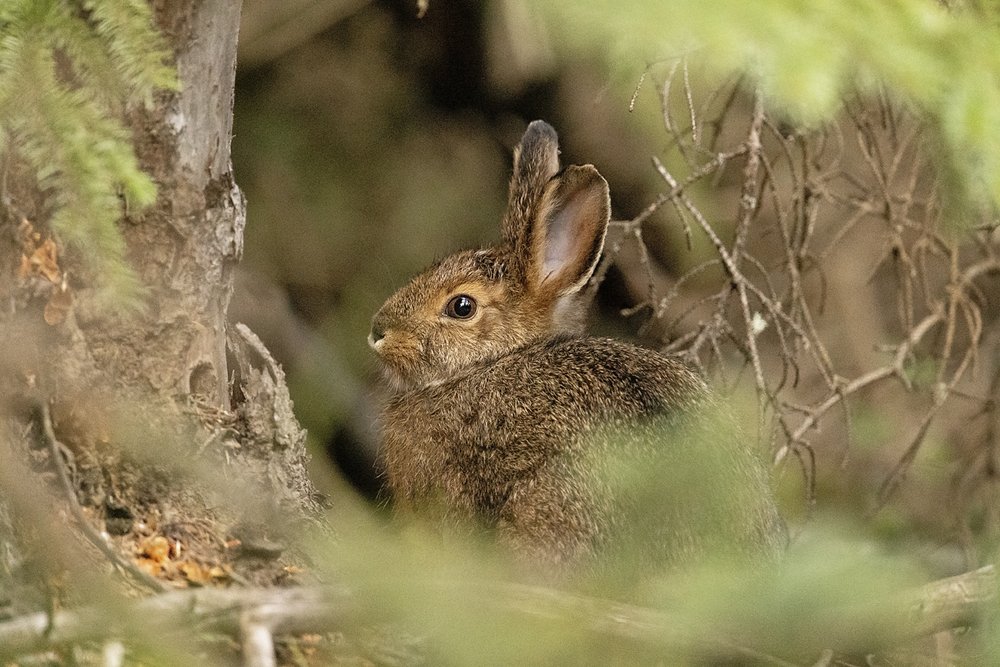 Hare 2-Waskesiu-WaskesiuLake-PANP-WildlifePhotography-AmandaDalglish-Renditure.jpg
