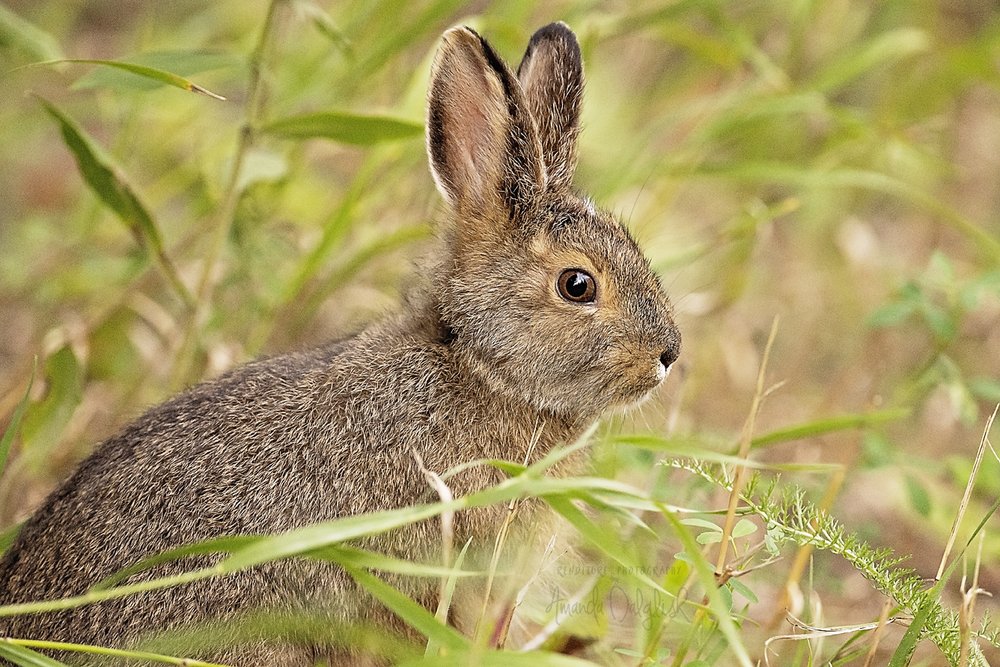Hare 3-Waskesiu-WaskesiuLake-PANP-WildlifePhotography-AmandaDalglish-Renditure.jpg