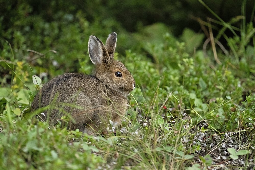 Hare 4-Waskesiu-WaskesiuLake-PANP-WildlifePhotography-AmandaDalglish-Renditure.jpg