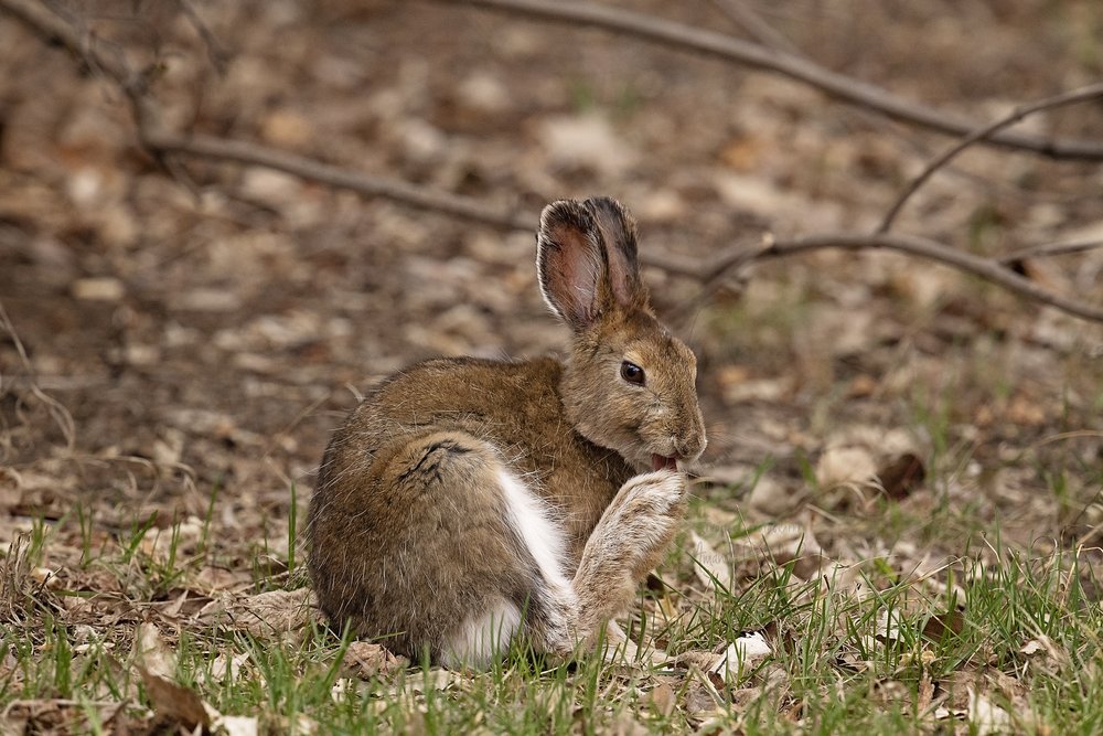 Hare-Waskesiu-WaskesiuLake-PANP-WildlifePhotography-AmandaDalglish-Renditure.jpg