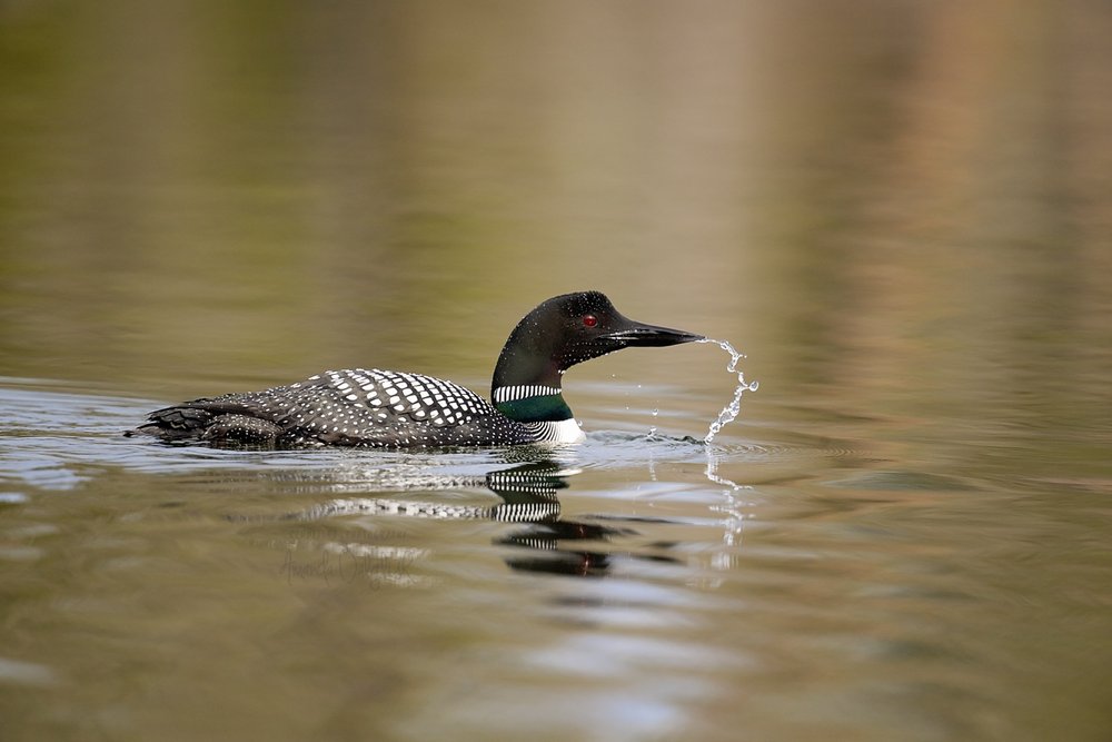 loon 6-Waskesiu-WaskesiuLake-PANP-WildlifePhotography-AmandaDalglish-Renditure.jpg