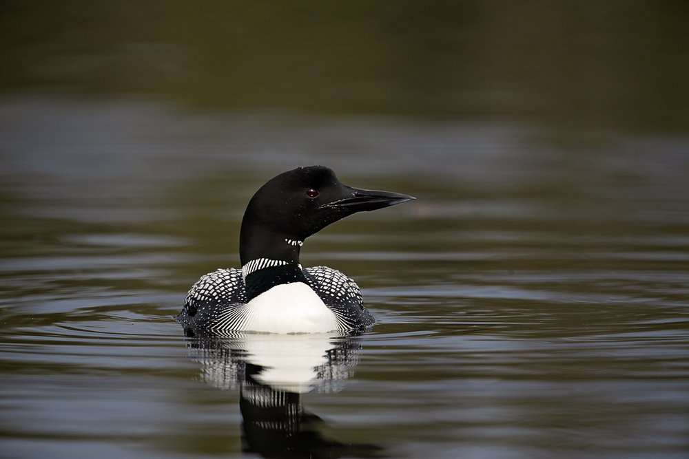 loon 7-Waskesiu-WaskesiuLake-PANP-WildlifePhotography-AmandaDalglish-Renditure.jpg