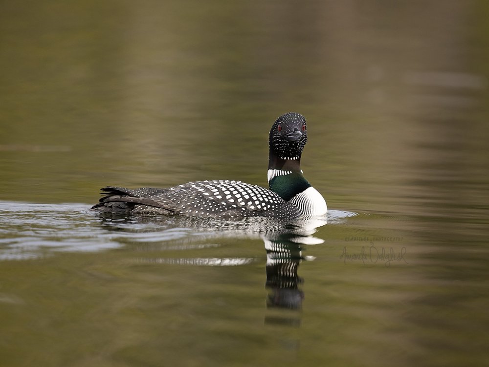 loon face-Waskesiu-WaskesiuLake-PANP-WildlifePhotography-AmandaDalglish-Renditure.jpg