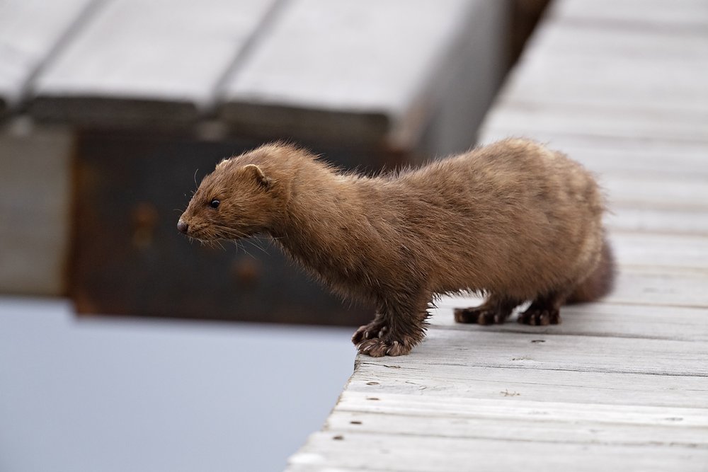 Mink dock-Waskesiu-WaskesiuLake-PANP-WildlifePhotography-AmandaDalglish-Renditure.jpg