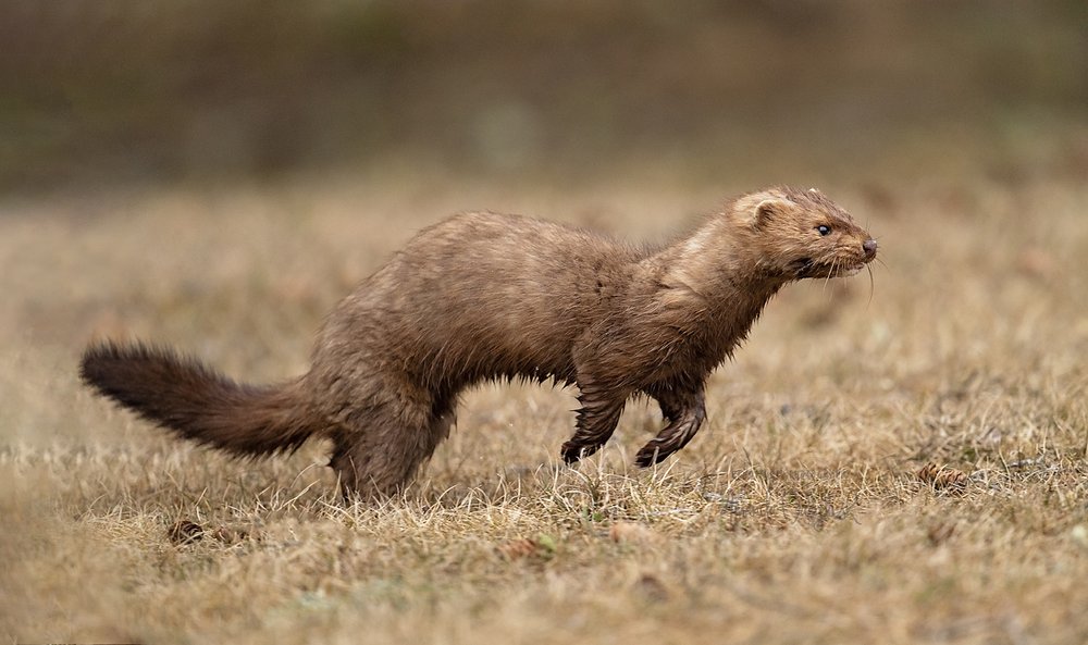 Mink run-Waskesiu-WaskesiuLake-PANP-WildlifePhotography-AmandaDalglish-Renditure.jpg