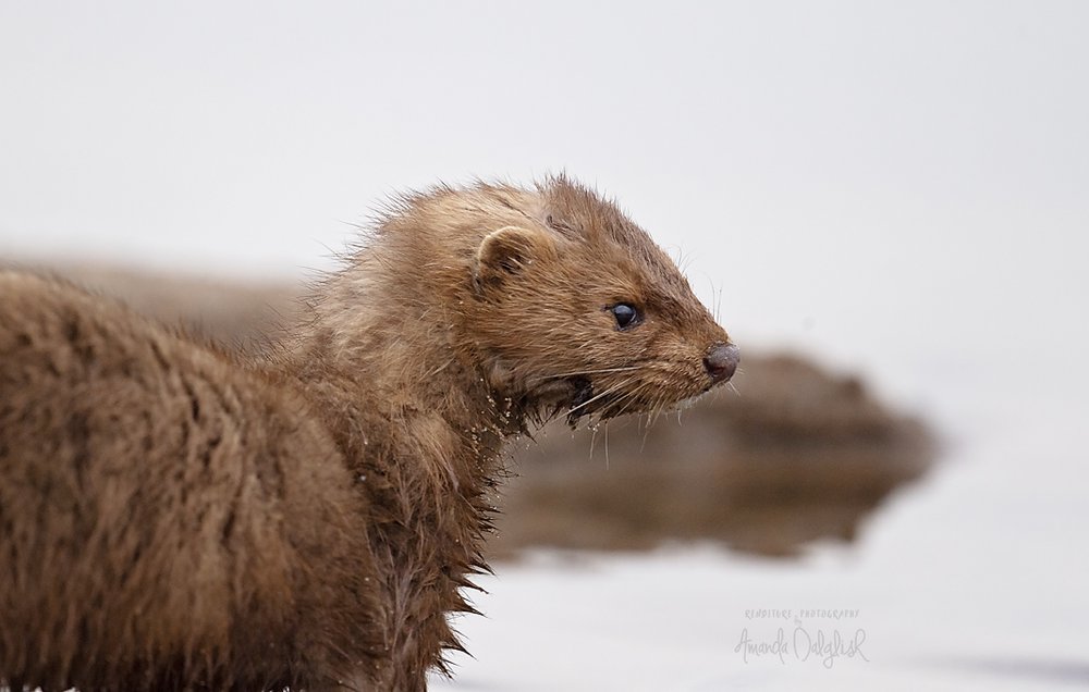 Mink wet-Waskesiu-WaskesiuLake-PANP-WildlifePhotography-AmandaDalglish-Renditure.jpg