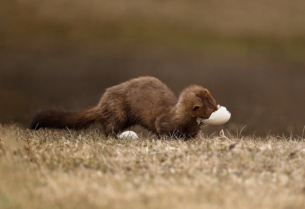 Mink-Waskesiu-WaskesiuLake-PANP-WildlifePhotography-AmandaDalglish-Renditure.jpg