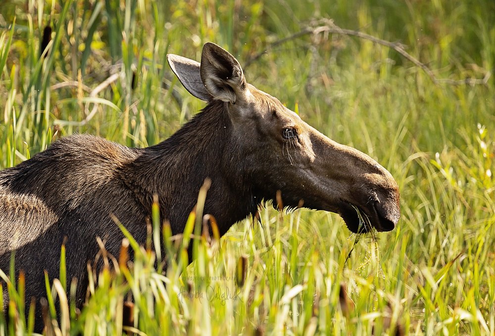 Moose 2-Waskesiu-WaskesiuLake-PANP-WildlifePhotography-AmandaDalglish-Renditure.jpg
