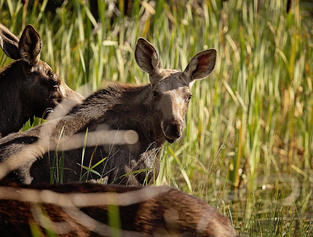 Moose 3-Waskesiu-WaskesiuLake-PANP-WildlifePhotography-AmandaDalglish-Renditure.jpg