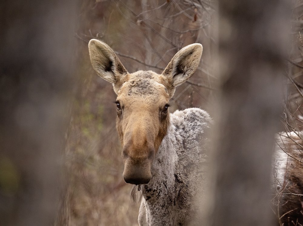 Moose-Waskesiu-WaskesiuLake-PANP-WildlifePhotography-AmandaDalglish-Renditure.jpg
