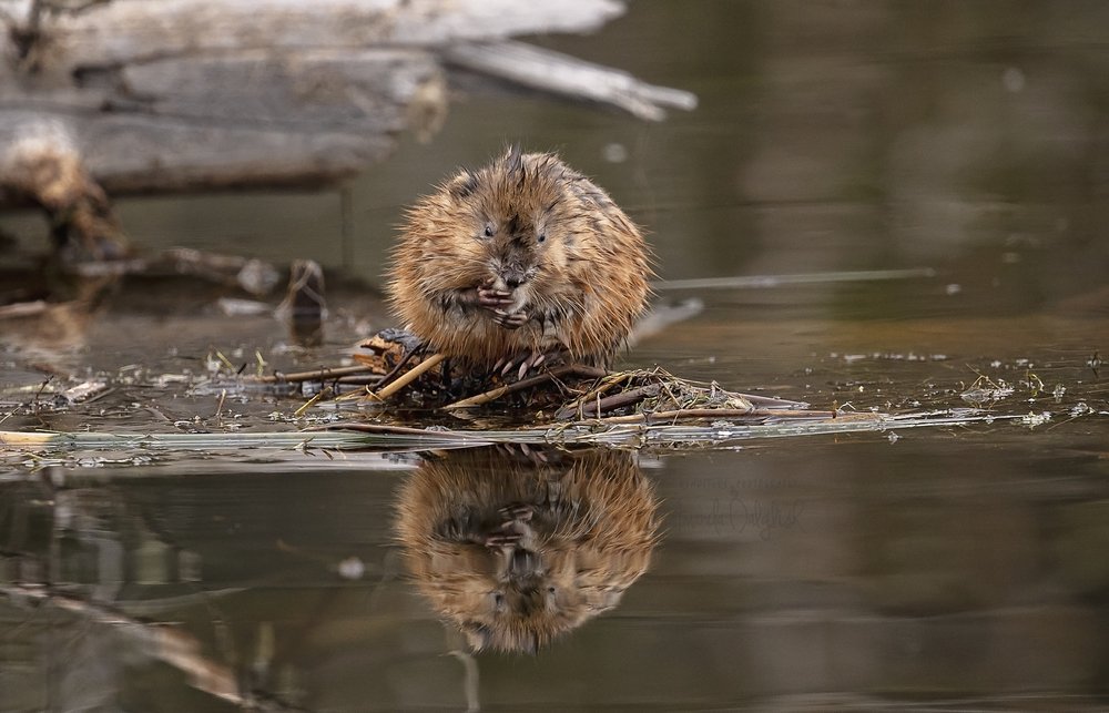 muskrat-Waskesiu-WaskesiuLake-PANP-WildlifePhotography-AmandaDalglish-Renditure.jpg