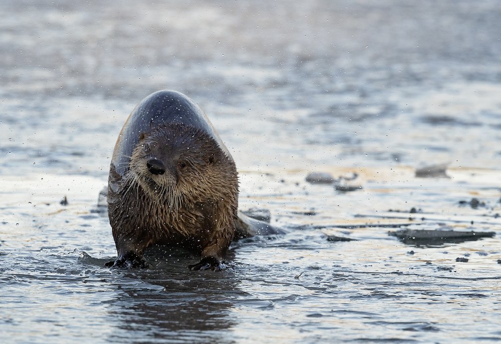 Otter 4-Waskesiu-WaskesiuLake-PANP-WildlifePhotography-AmandaDalglish-Renditure.jpg