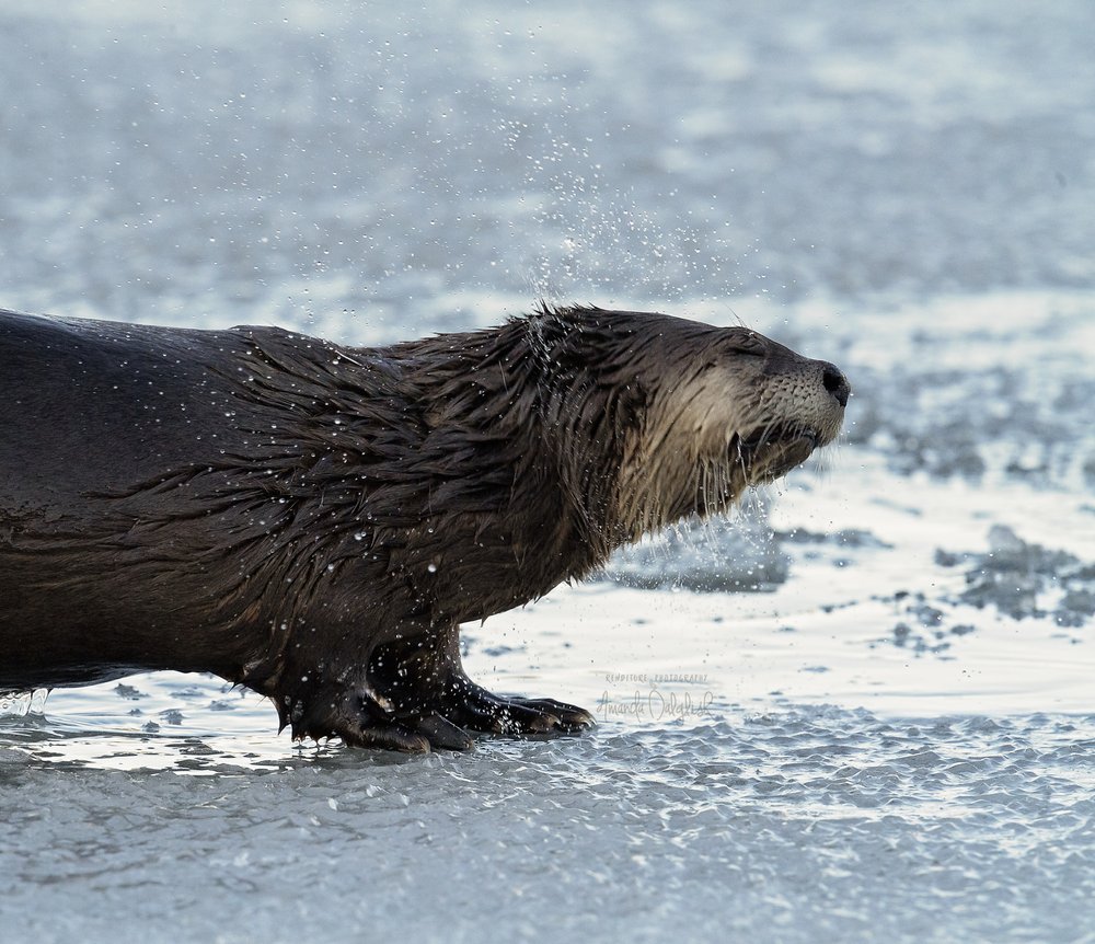 Otter 5-Waskesiu-WaskesiuLake-PANP-WildlifePhotography-AmandaDalglish-Renditure.jpg