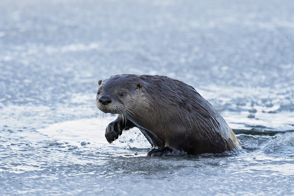 Otter eyes-Waskesiu-WaskesiuLake-PANP-WildlifePhotography-AmandaDalglish-Renditure.jpg