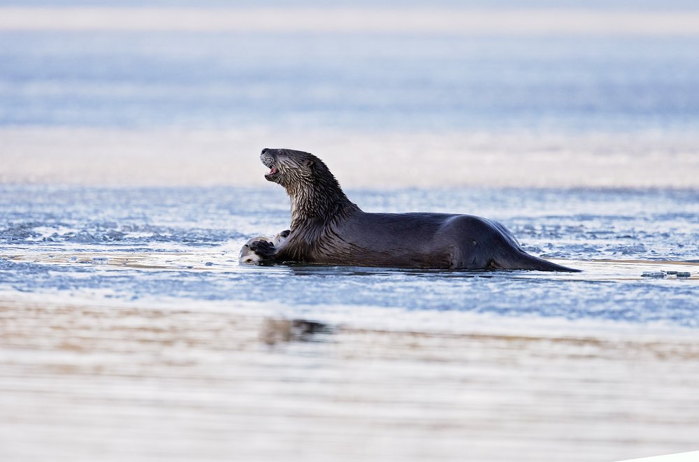 Otter-Waskesiu-WaskesiuLake-PANP-WildlifePhotography-AmandaDalglish-Renditure.jpg