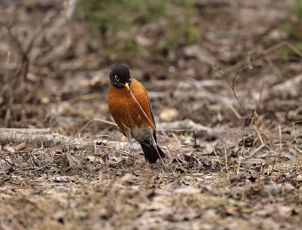 Robin-Waskesiu-WaskesiuLake-PANP-WildlifePhotography-AmandaDalglish-Renditure.jpg