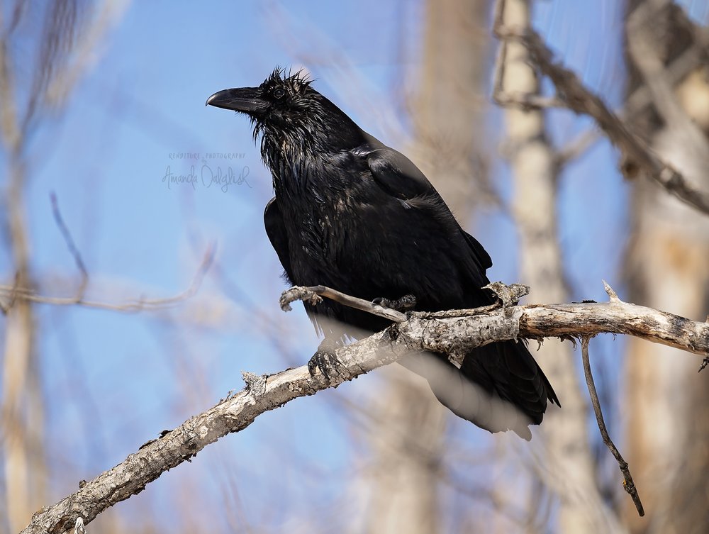 Raven bad hair-Waskesiu-WaskesiuLake-PANP-WildlifePhotography-AmandaDalglish-Renditure.jpg