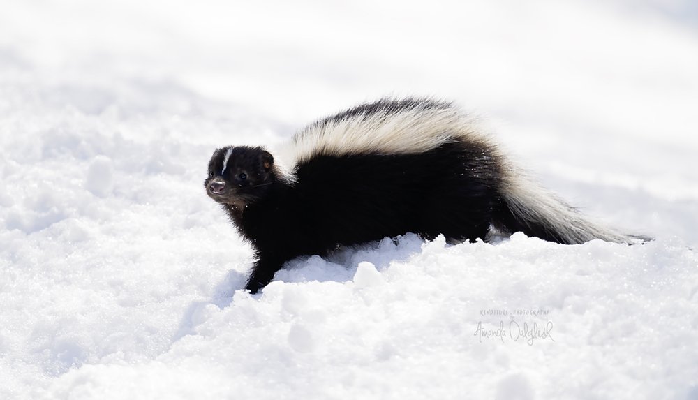 Skunk on snow-Waskesiu-WaskesiuLake-PANP-WildlifePhotography-AmandaDalglish-Renditure.jpg
