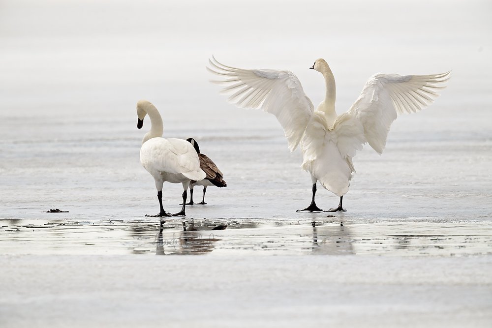 Swans-Waskesiu-WaskesiuLake-PANP-WildlifePhotography-AmandaDalglish-Renditure.jpg
