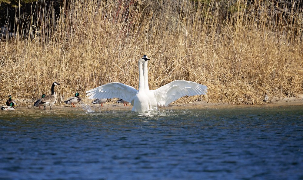 Tundra Swans-Waskesiu-WaskesiuLake-PANP-WildlifePhotography-AmandaDalglish-Renditure.jpg