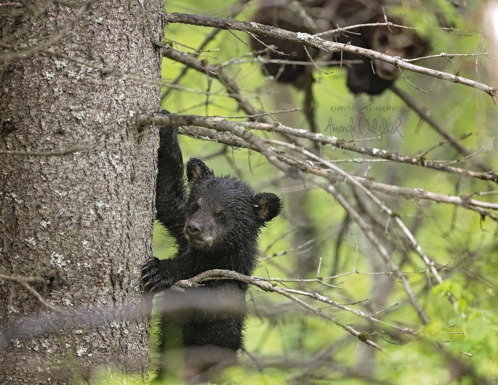 BearCub-BlackBear-Waskesiu-WaskesiuLake-PANP-WildlifePhotography-AmandaDalglish-Renditure-WEB.jpg