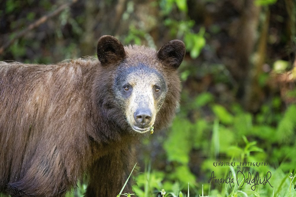 Bear-CinnamonBear-Waskesiu-WaskesiuLake-PANP-WildlifePhotography-AmandaDalglish-Renditure-WEB.jpg