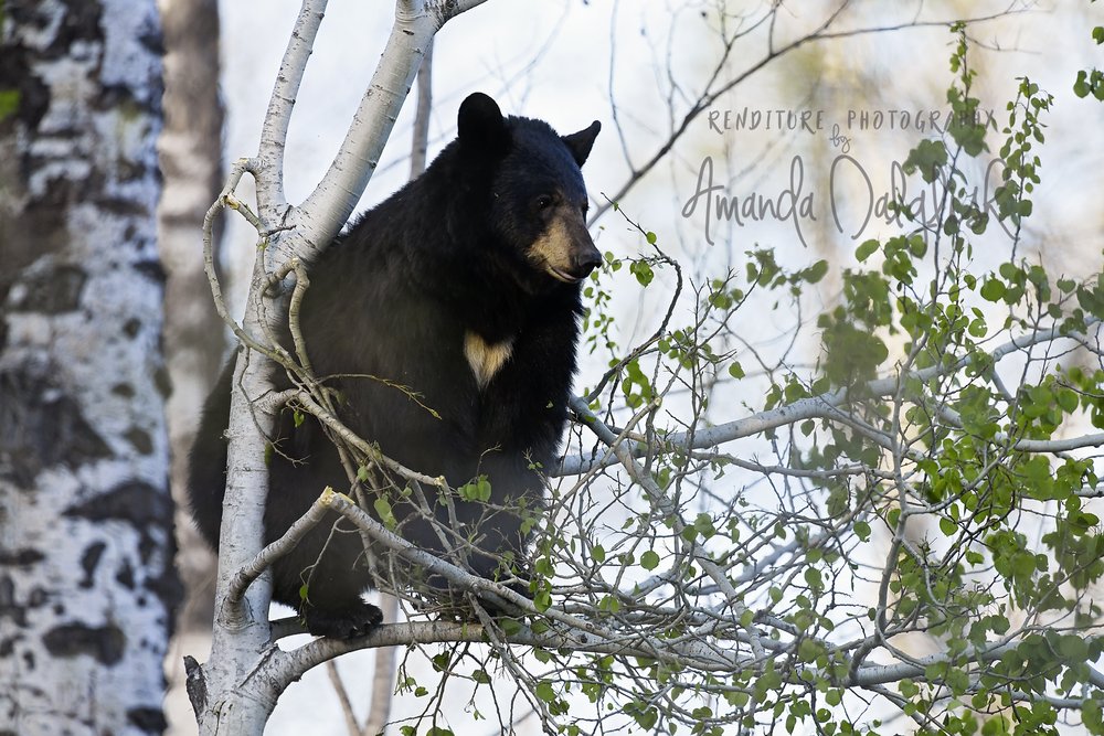 Bearupatree-Waskesiu-WaskesiuLake-PANP-WildlifePhotography-AmandaDalglish-Renditure-Heart-CareBearWEB.jpg