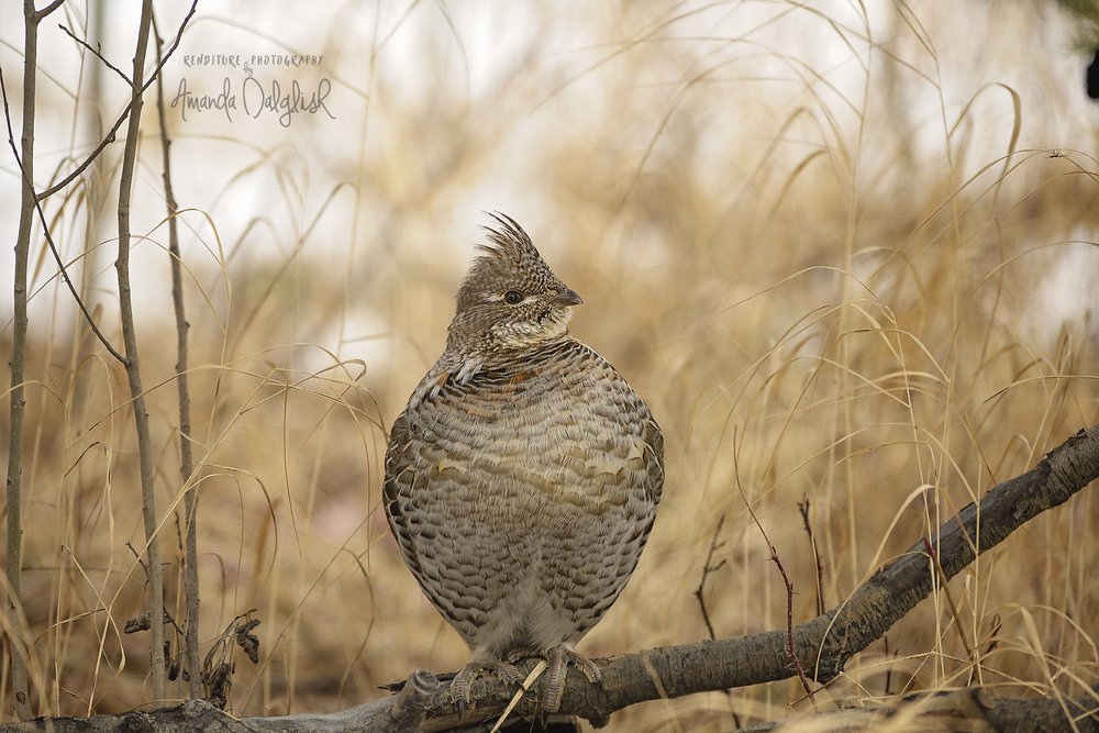 Bird-Waskesiu-WaskesiuLake-PANP-WildlifePhotography-AmandaDalglish-Renditure-6WEB.jpg