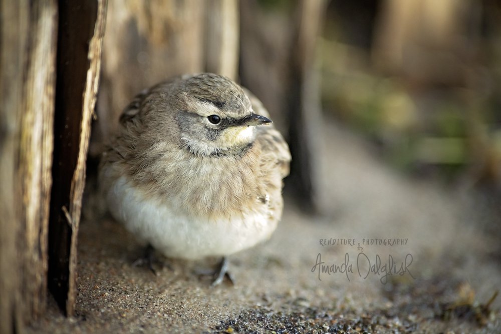 Bird-Waskesiu-WaskesiuLake-PANP-WildlifePhotography-AmandaDalglish-Renditure-10WEB.jpg