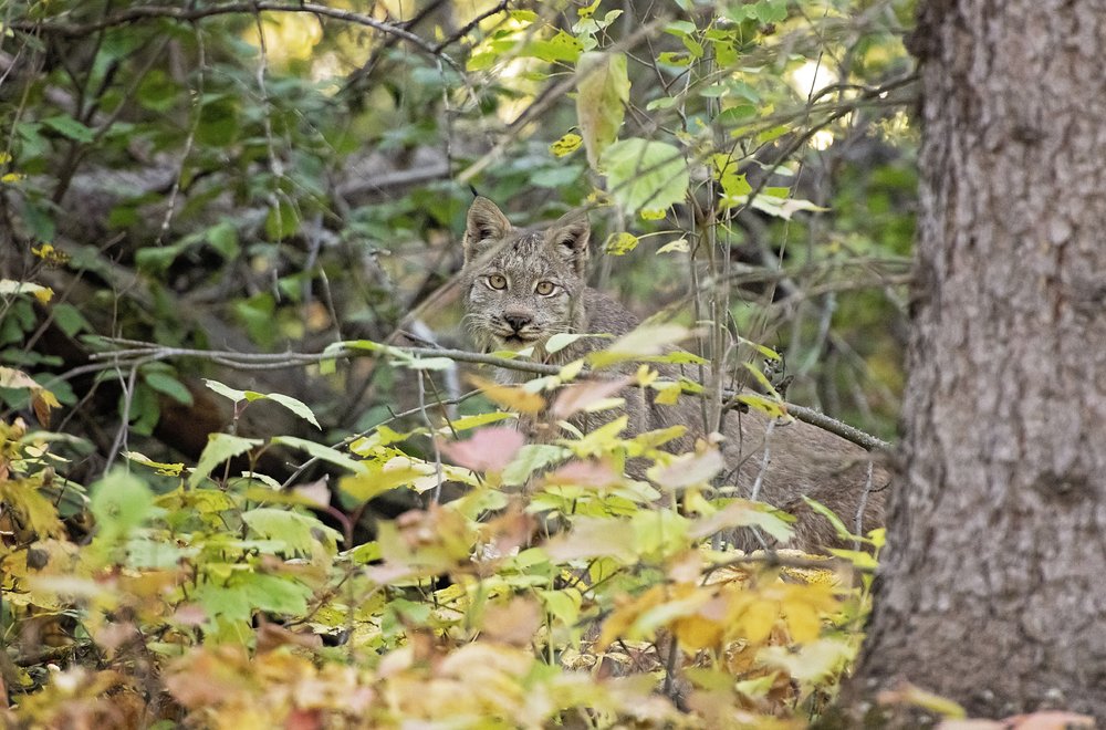 Lynx-Waskesiu-WaskesiuLake-PANP-WildlifePhotography-AmandaDalglish-Renditure-Heart-WEB.jpg